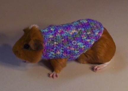 Matey in his Brand New Sweater