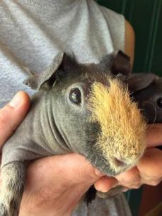 Sweet Face of a Skinny Pig 2026-08-04