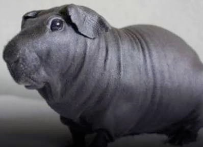 Baldwin Guinea Pig 2