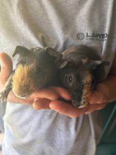 Skinny Pig Brothers