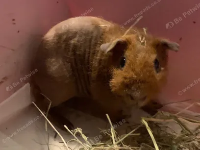 Werewolf Guinea Pig 3